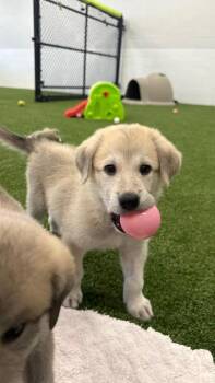 Smoochy Frog -  Great Pyrenees and Anatolian Shepherd Dog for Adoption in Phoenix, Arizona - Smoochy Frog | PetCurious