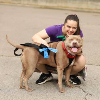 Pit Bull Terrier Dogs Available for Adoption in Evansville, Indiana - Earl | PetCurious
