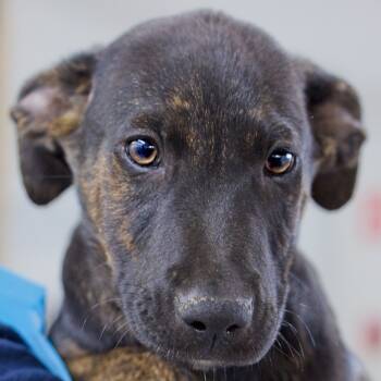 Rescue Shepherd and Labrador Retriever Dogs for Adoption in South Elgin, Illinois - Potsticker | PetCurious
