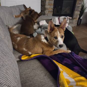 Rescue Cattle Dog Dogs for Adoption in Buffalo, Minnesota - Fluffernutter | PetCurious