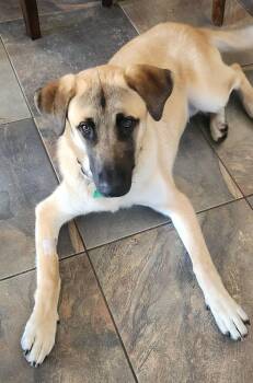 Anatolian Shepherd Dogs Available for Adoption in Pompano Beach, Florida - Zeus | PetCurious
