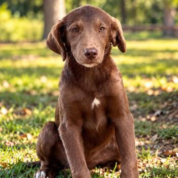 Story -  Golden Retriever and Chocolate Labrador Retriever Dog for Adoption in Lucedale, Mississippi - Story | PetCurious