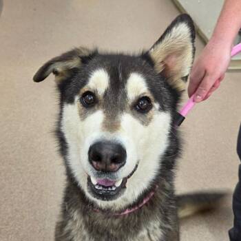 Bear -  Husky and Shepherd Dog Available for Adoption in Zanesville, Ohio - Bear | PetCurious
