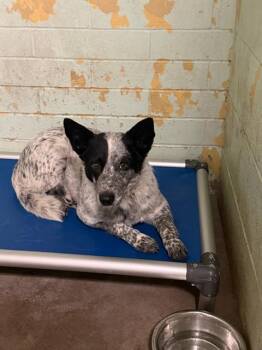 Australian Cattle Dog Blue Heeler and Mixed Breed Dogs Available for Adoption in Stockton, California - BUCKY | PetCurious