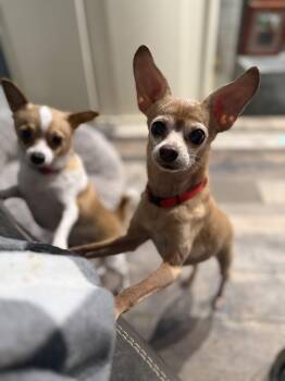 Chihuahua Dogs Available for Adoption - Cali Senior  | PetCurious