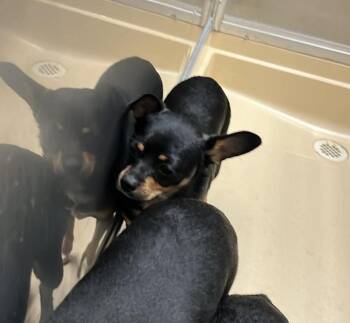 KENZY -  Chihuahua and Doberman Pinscher Dog for Adoption in Burgaw, North Carolina - KENZY | PetCurious