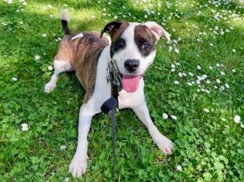Rescue Boxer Dogs for Adoption in Tacoma, Washington - Kiri - Athletic,  Intelligent, And Eager To Please | PetCurious