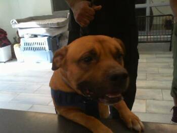 Australian Cattle Dog Blue Heeler and Mixed Breed Dogs Available for Adoption - BRAXX | PetCurious