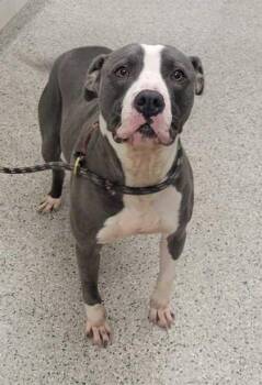 Canoe -  Pit Bull Terrier and Mixed Breed Dog for Adoption in Kansas City, Missouri - Canoe | PetCurious