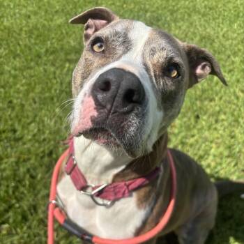 Mommma -  Pit Bull Terrier Dog for Adoption in Pearland, Texas - Mommma | PetCurious
