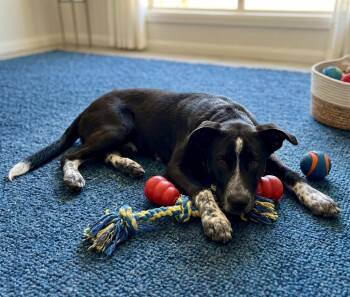Labrador Retriever Dogs Available for Adoption in North Prairie, Wisconsin - **FELIX** | PetCurious