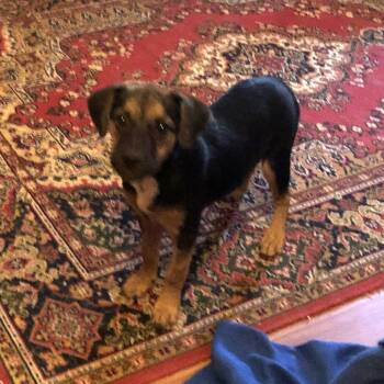 WILMA -  Labrador Retriever and Hound Dog for Adoption in Locust Fork, Alabama - WILMA | PetCurious