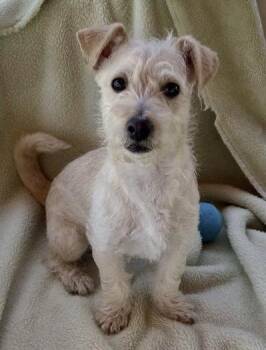 Coco -  Terrier Dog for Adoption in Gardena, California - Coco | PetCurious