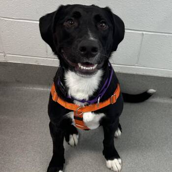 Labrador Retriever Dogs Available for Adoption in Hilliard, Ohio - Misty | PetCurious