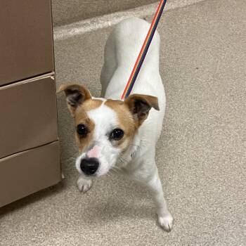Lentil -  Jack Russell Terrier Dog for Adoption in Bristol, Indiana - Lentil | PetCurious
