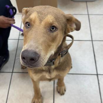 Clancy -  Shepherd and Mixed Breed Dog for Adoption in Birmingham, Alabama - Clancy | PetCurious
