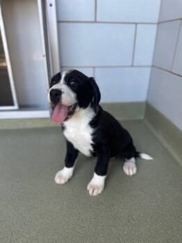 Bernese Mountain Dog Dogs Available for Adoption in Copiague, New York - Teresa | PetCurious