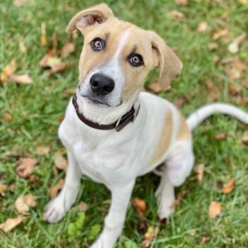 Rescue Hound and Mixed Breed Dogs for Adoption in Decorah, Iowa - Edward | PetCurious