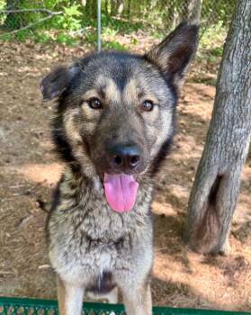 German Shepherd Dog Dogs Available for Adoption - Vincent | PetCurious