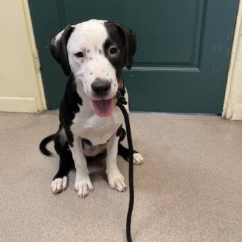 Dexter -  Labrador Retriever and Mixed Breed Dog for Adoption in Pasadena, California - Dexter | PetCurious