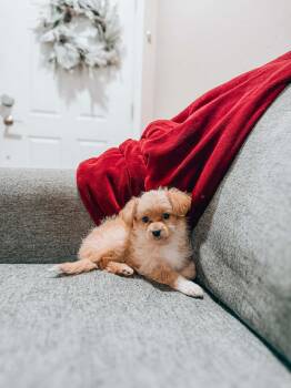 Miniature Poodle Dogs Available for Adoption - Pineapple | PetCurious