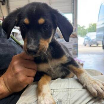 Joe -  Catahoula Leopard Dog and Mixed Breed Dog for Adoption in Denison, Texas - Joe | PetCurious