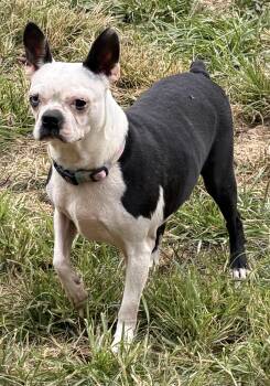 Bailey -  Boston Terrier Dog for Adoption in Zanesville, Ohio - Bailey | PetCurious