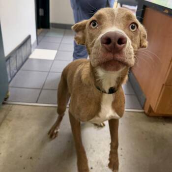 Rocco -  Mixed Breed Dog for Adoption in Walker, Michigan - Rocco | PetCurious