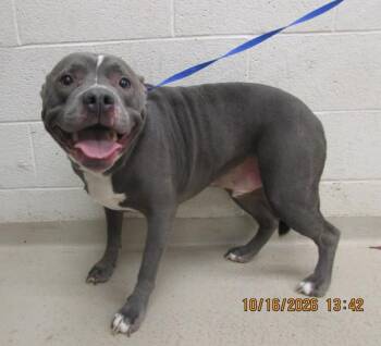 Tusk (827) -  Pit Bull Terrier Dog for Adoption in Marietta, Georgia - Tusk (827) | PetCurious