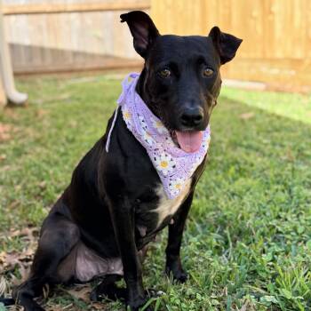 Labrador Retriever and Pit Bull Terrier Dogs Available for Adoption - Bonnie | PetCurious