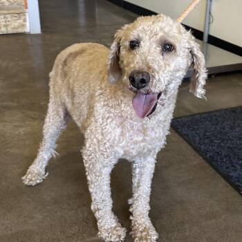 ND Stray Poodle Mix -  Poodle and Labrador Retriever Dog for Adoption in Newberg, Oregon - ND Stray Poodle Mix | PetCurious