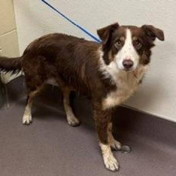 Okra -  Border Collie Dog for Adoption in Norman, Oklahoma - Okra | PetCurious