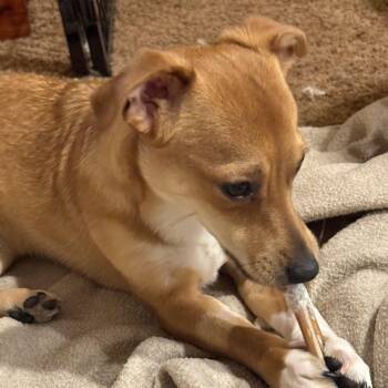 Chihuahua Dogs Available for Adoption - Max | PetCurious