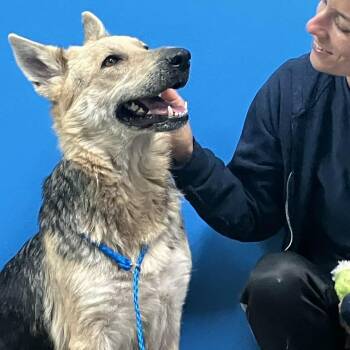 German Shepherd Dog Dogs Available for Adoption - Mabel - Available For Adopter Or Foster | PetCurious