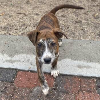 Pumpkin -  Catahoula Leopard Dog and Terrier Dog for Adoption in Escondido, California - Pumpkin | PetCurious