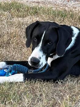 Rescue English Pointer Dogs for Adoption in Hawkins, Texas - River | PetCurious