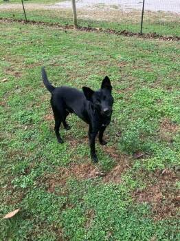 Licorice -  Mixed Breed Dog for Adoption in Hampton, Virginia - Licorice | PetCurious