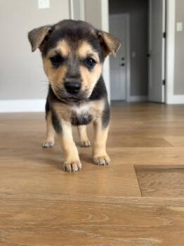 German Shepherd Dog and Siberian Husky Dogs Available for Adoption in Mattoon, Illinois - Easter Candy Litter- Reese | PetCurious