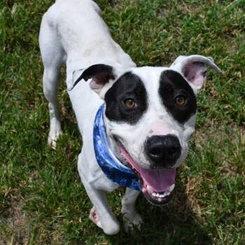 Walter -  Pit Bull Terrier Dog for Adoption in Beaumont, Texas - Walter | PetCurious