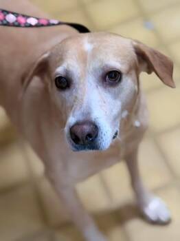 Labrador Retriever Dogs Available for Adoption in Lutz, Florida - Caramel  | PetCurious