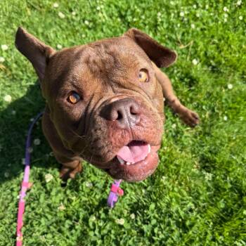 Timon -  English Bulldog Dog for Adoption in Riverwoods, Illinois - Timon | PetCurious