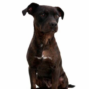 Mixed Breed Dogs Available for Adoption in Boone, Iowa - Mindy | PetCurious