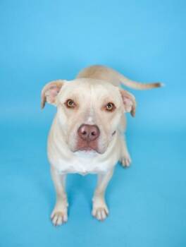 Pit Bull Terrier and Mixed Breed Dogs Available for Adoption in Bowling Green, Kentucky - Keaton ~ HW+ | PetCurious