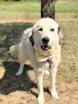 Molly -  Mixed Breed Dog for Adoption in Menomonie, Wisconsin - Molly | PetCurious