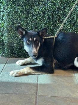 German Shepherd Dog and Siberian Husky Dogs Available for Adoption - Diva | PetCurious