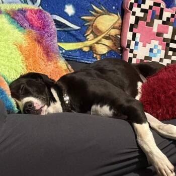 Pointer Dogs Available for Adoption - Shirayuki (New Digs) | PetCurious