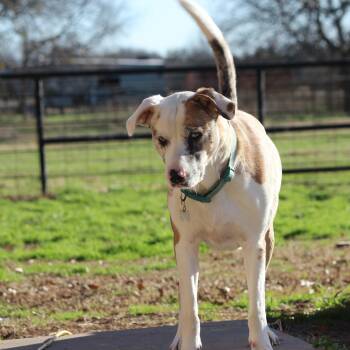 Catahoula Leopard Dog Dogs Available for Adoption in Pottsboro, Texas - Bella | PetCurious