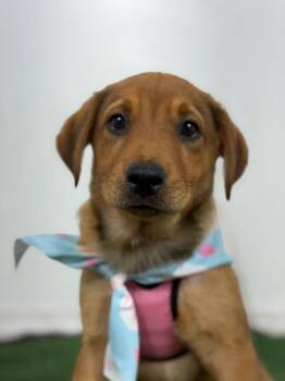 Benjiman Franklin-One of our Amazing Rescue Dogs -  Redbone Coonhound and Golden Retriever Dog for Adoption in Carlsbad, California - Benjiman Franklin-One Of Our Amazing Rescue Dogs | PetCurious
