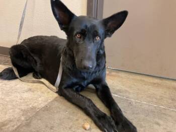 Rescue German Shepherd Dog Dogs for Adoption in Ontario, California - VEGA | PetCurious