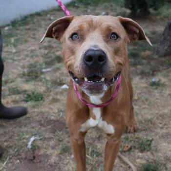 Stallone -  Pit Bull Terrier Dog for Adoption in Newark, New Jersey - Stallone | PetCurious